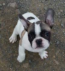 The french bulldog is a unique breed of dog in so many ways. Adorable French Bulldog Puppy For Sale In Medford Oregon Classified Americanlisted Com