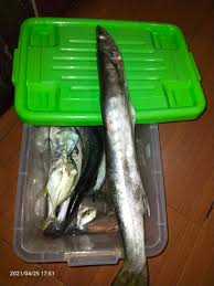 Untuk pertama kalinya aku masak pesmol ikan kakap, cara masak ikan kakap. Nikmatnya Sup Barakuda Hasil Memancing Halaman 1 Kompasiana Com