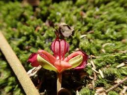 Image result for Englerodendron