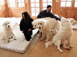 Second chance pet rescue hayden idaho. Sheep Dogs Get A Second Chance Features Mtexpress Com