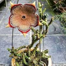 Image result for Ceropegia albipilosa