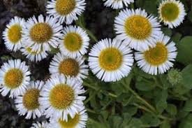 Image result for Erigeron steudelii