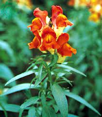 Snapdragon Plant Genus Antirrhinum Britannica
