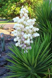 Yucca Aloifolia In Flower Lamparos De Dios Spanish Bayonet Beautiful Flowers Garden Yucca Weird Plants