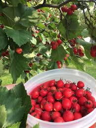 Food For Free How To Make Hawthorn Jelly Modern Farmer