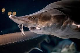 The Last Refuge Of Eurasia S Giant River Dwellers Animal Science Beluga Sturgeon Giants