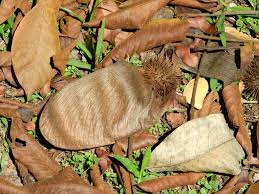 Image result for Centrolobium robustum