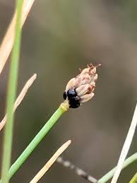 Image result for Eleocharis atropurpurea