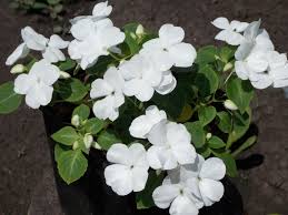 Image result for Impatiens warburgiana