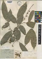 Image result for Crudia