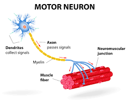 amyotrophic lateral sclerosis genetics home reference nih