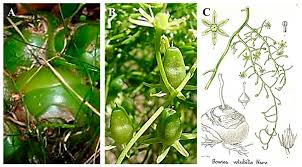 Image result for Bowiea volubilis
