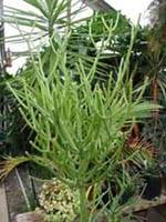 All cacti are succulents and are able to survive in the desert as a result of their many physical adaptations. Pencil Cactus Milkbush