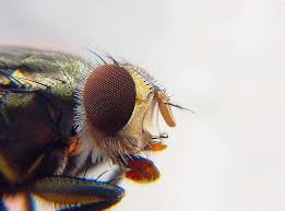 The only winged horse i remember seeing in the hp series is the thestral. Fly Macro Graphy Insects Insect Wing Mosquito Fast Plague Macro Pikist