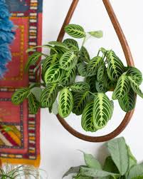 7 Houseplants With The Most Unique Leaves We Ve Ever Seen Hanging Plants Indoor Hanging Plants Plants