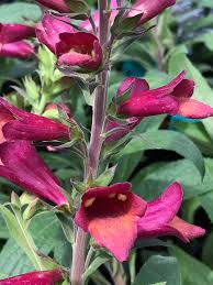 Buy any 3 perennial plants or bulbs & save 20%. Digiplexis Illumination Raspberry Emerisa Gardens