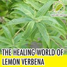 Diary of intern's profile picture. Lemon Verbena Sidrunaloisia Aloysia Triphylla