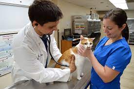 Binford pet wellness clinic 5640 e. St Petersburg Animal Hospital Urgent Care St Petersburg S First Emergency Veterinary Care Clinic Established 1973