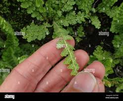 Image result for Mohria marginalis
