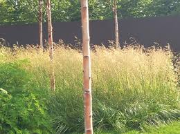 Deschampsia Cespitosa Goldschleier Canche Cespiteuse Graminees
