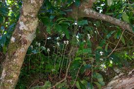 Image result for Disperis sp. nov. aff. macowanii