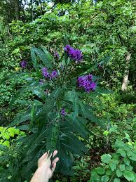 Foraging and Dyeing with Ironweed – Kristin Arzt
