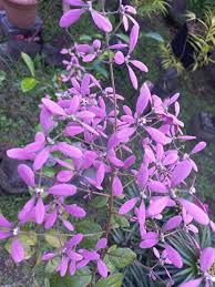 Image result for Congea