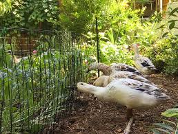 Low hedges can deter some ducks from. Top 11 Garden Plants For Chickens And Ducks Tyrant Farms