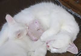 Check spelling or type a new query. Naperville Il Pet Spay Neuter Naperville Animal Hospital Naperville Animal Hospital Naperville Il Veterinarians