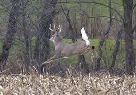 56 Credible Deer Feeding Chart South Carolina