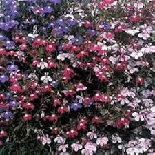 Image result for Lobelia goetzei