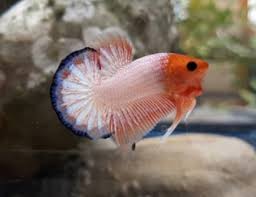 Pembayaran mudah, pengiriman cepat & bisa cicil 0%. Cara Membedakan Cupang White Scale Fccp Dan White Scale Cooper Cupang Sehat