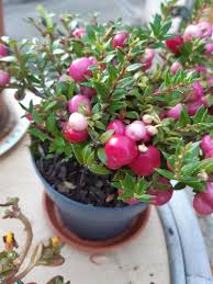 Image result for Pteronia mucronata