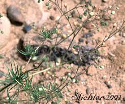 Image result for Spergula