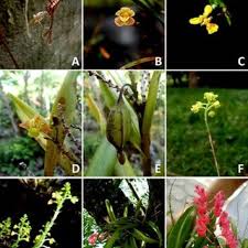 Image result for Polystachya cribbiana