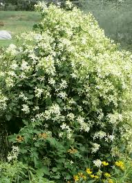 A clematis in its first year is usually planted in an 8 cm (3 in) pot, and in the second year should be moved to a 15 cm (6in) pot; Sweet Autumn Clematis Clematis Paniculata Tending My Garden