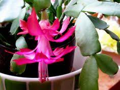 Find out whether your thanksgiving, christmas, or easter cactus is a schlumbergera or rhipsalidopsis with these identification tips. 30 Schlumbergera Ideas Christmas Cactus Cactus Succulents