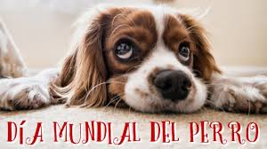 (@energiapereira) hoy es el #díamundialdelperro y energía de pereira quiere presentarles a tony, uno de los #caninoseep. Dia Mundial Del Perro Youtube