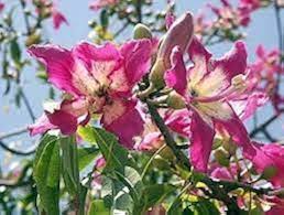 Image result for Kotschya speciosa