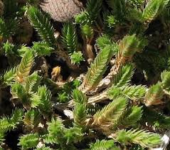 Image result for Selaginella congoensis