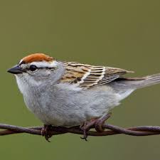 Identification Backyard Birds Of Minnesota Larger Image Backyard Birds Minnesota Birds Pet Birds