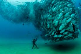 Esta data ainda não foi oficialmente estabelecida pelas nações unidas. Dia Mundial Dos Oceanos 2013 Conheca A Origem E Objetivos