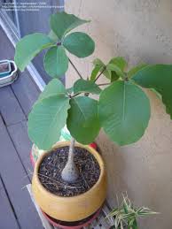 Image result for Pseudobombax