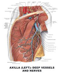 Axilla Left Deep Vessels And Nerves Anatomy Images Illustrations Anatomy Images Character Design Anatomy Anatomy Coloring Book Anatomy Plexus Products