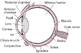 What you want to interpret as a major part of the human eye is somewhat up to the individual, but in general there are seven parts of the human eye: Structure And Function Of The Eyes Eye Disorders Merck Manuals Consumer Version