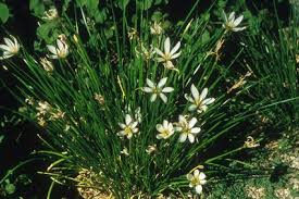 Image result for Zephyranthes candida