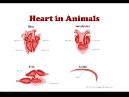 Fish move by contracting and relaxing their muscles. Heart In Animals Two Chambered And 3 Chambered Heart Youtube