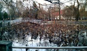 Lacul cu nuferi bietet eine tolle aussicht und eine wunderbare, entspannte zeit. Lacul Cu Nuferi Iarna Water Lily Pond In The Winter Foto Di Baile Felix Bihor County Tripadvisor