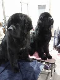 Visit us now to find the right newfoundland for you. Dog Show Photos A Little Wordy For A Wednesday Dog Show Dogs Newfoundland Puppies