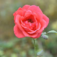 チャイナローズ (Rosa chinensis) 花言葉，毒性，よくある質問 - PictureThis
